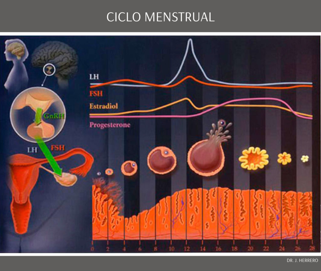 Calendário do ciclo menstrual normal: passo a passo do processo que prepara  o corpo da mulher para a gravidez - Genesis Clínica de Reprodução Humana