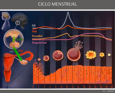 FERTILIDADE - CICLO MENSTRUAL