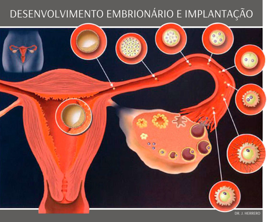 Calendário do ciclo menstrual normal: passo a passo do processo que prepara o corpo da mulher para a gravidez - Genesis Clínica de Reprodução Humana