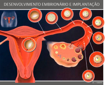 FERTILIDADE - DESENVOLVIMENTO EMBRIONARIO